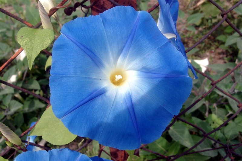 BLUMEN--HOFFNUNG--FARBE--ZAUN--GLAUBE--LEBEN
