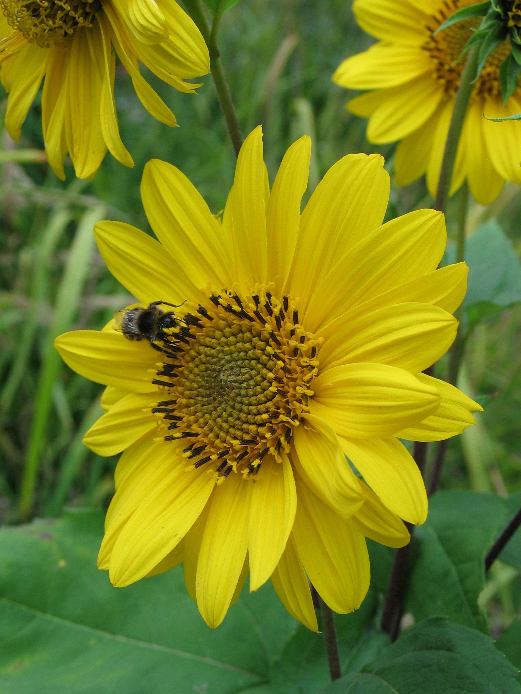BLUMEN--SOMMER--FARBE--INSEKTEN