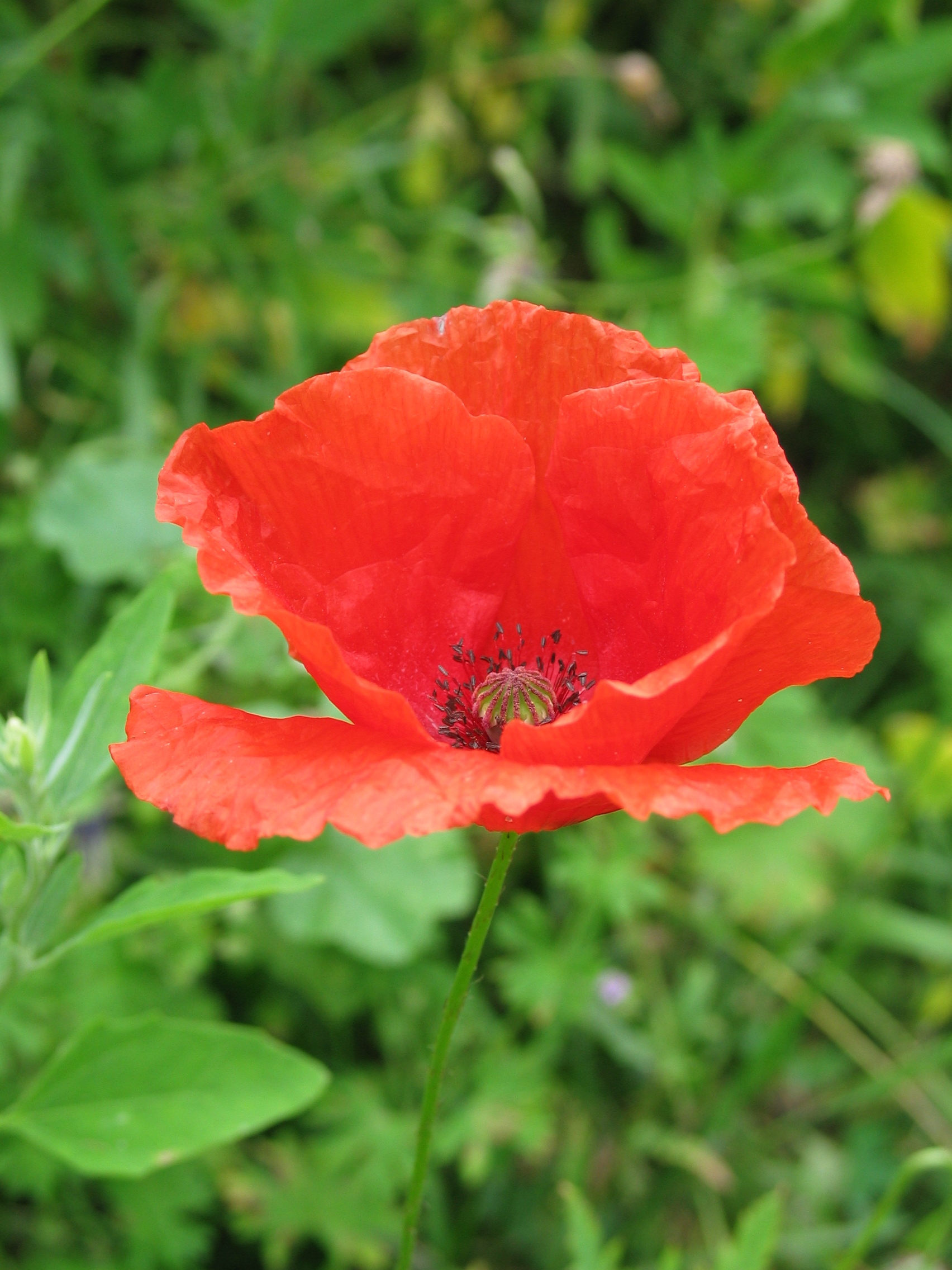 BLUMEN--SOMMER--FARBE