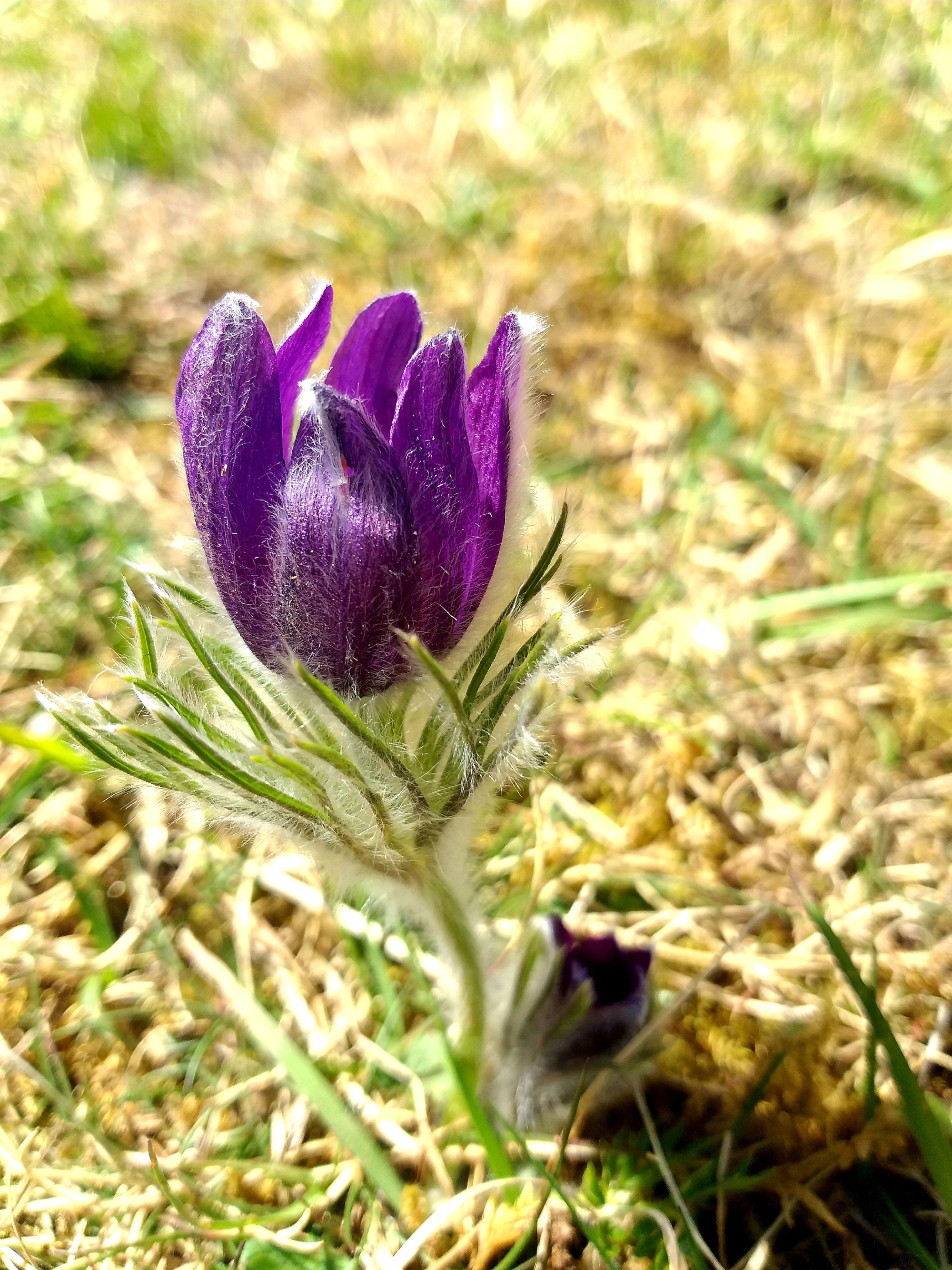 Blume
