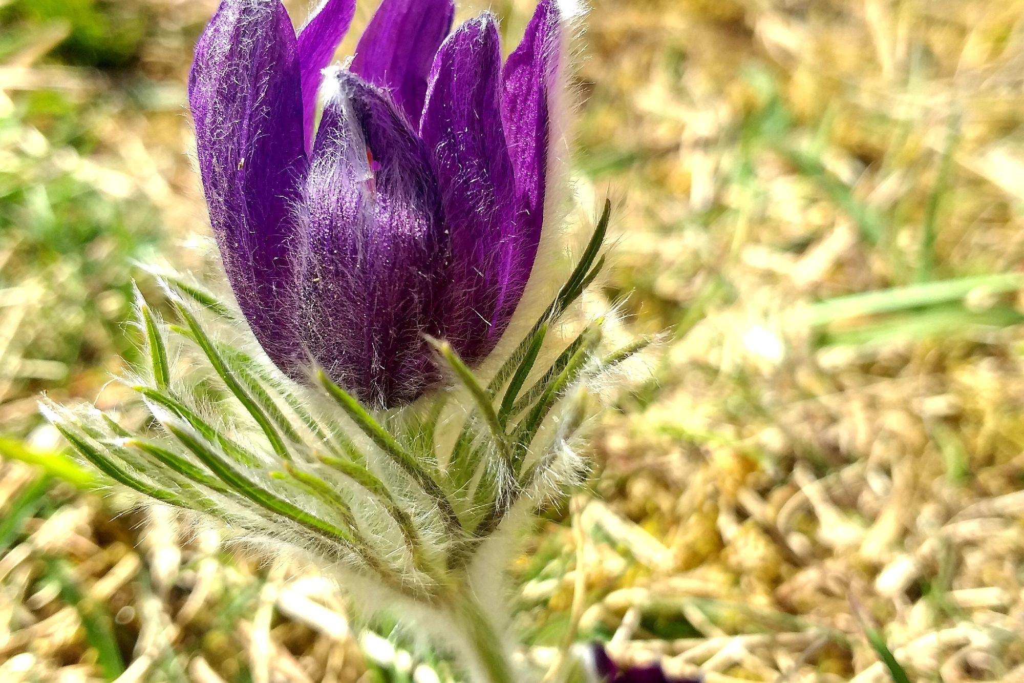 Blume