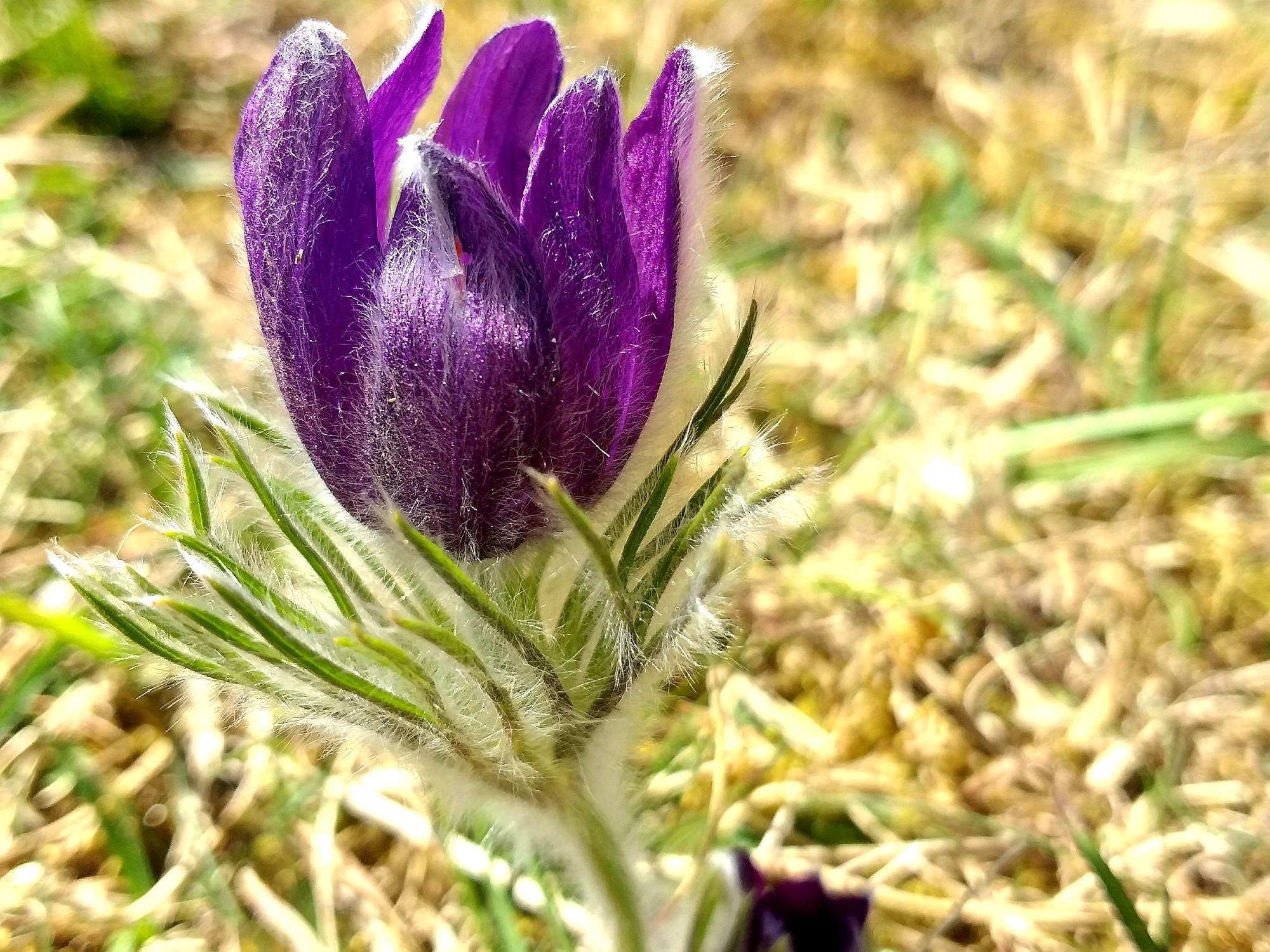 Blume