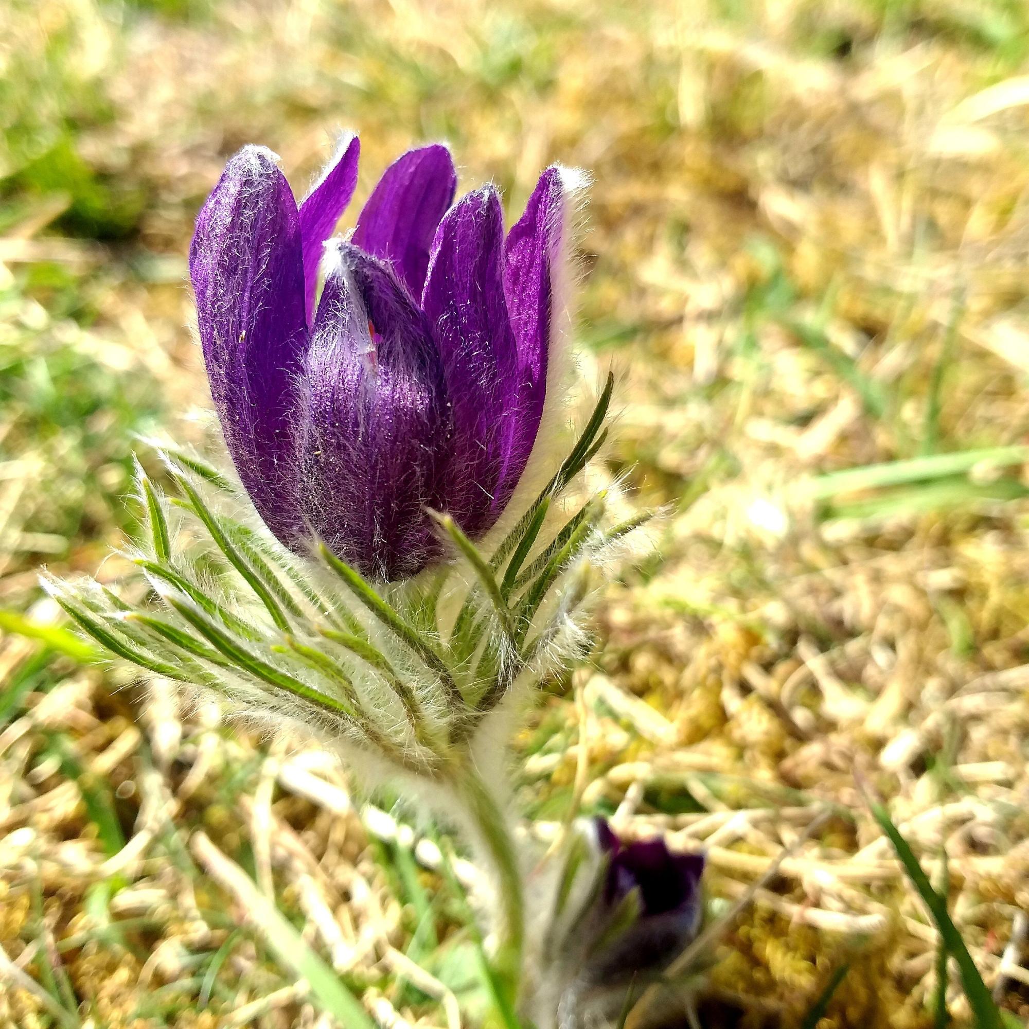Blume