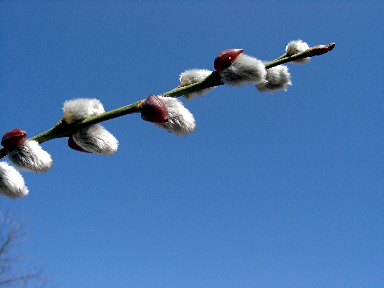 PALMZWEIG--PALMSONNTAG--KARWOCHE--FRÜHLING
