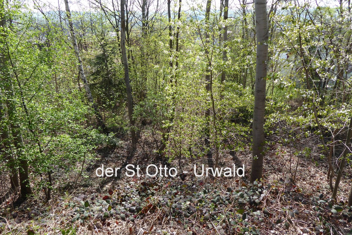 St. Otto Grundstückpflege