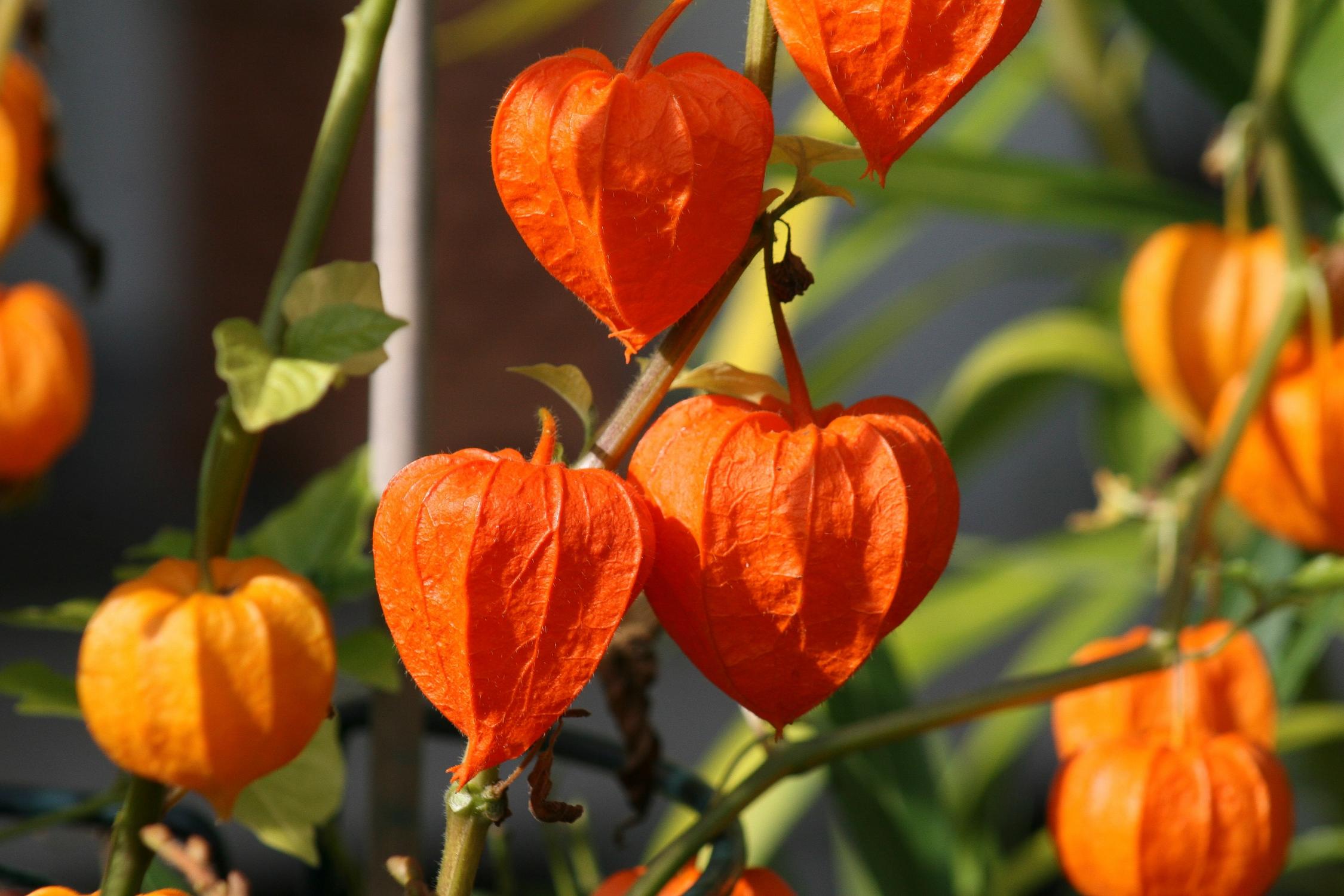 physalis-by-doris-michael-will-pfarrbriefservice-de-jpg